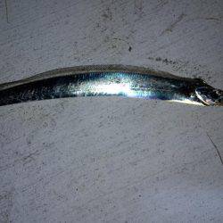 ハニースポット!?