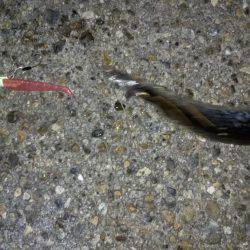 サイサキワルシ。