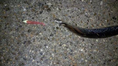 サイサキワルシ。