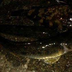 ボトムをちょんちょん