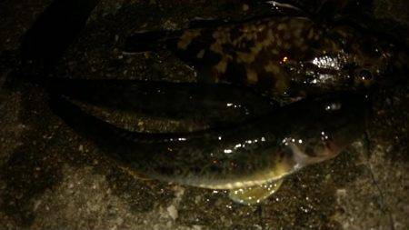 ボトムをちょんちょん