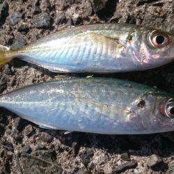 小浦一文字ウツボ狩り！