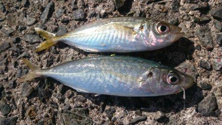 小浦一文字ウツボ狩り！