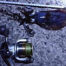 久々のアオリ♪