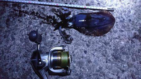 久々のアオリ♪