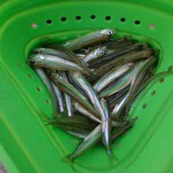 渋い!佐仲ダムワカサギ