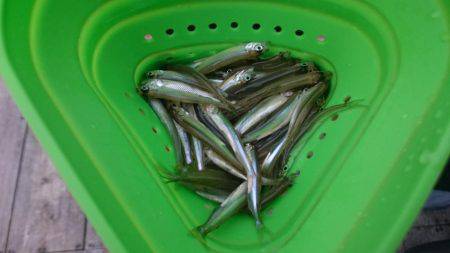 渋い!佐仲ダムワカサギ