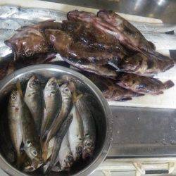 タチウオとガシラとアジ