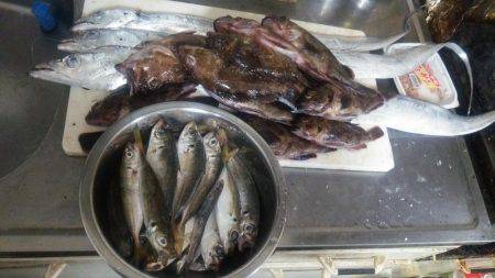 タチウオとガシラとアジ