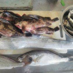 タチウオとガシラとアジとそのた