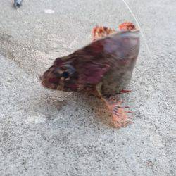 五目いったけど