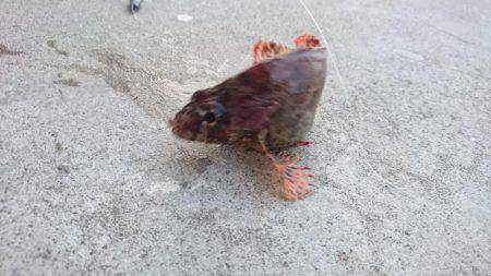 五目いったけど