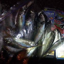 初心者とアジングへ