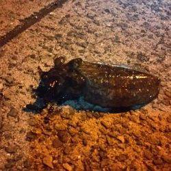 そろそろ釣れるかな