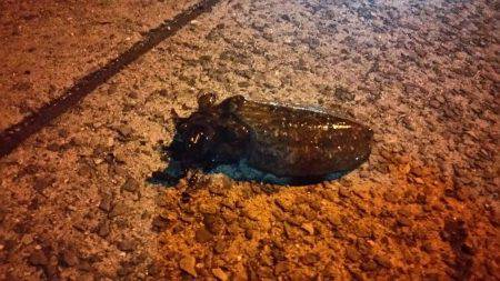 そろそろ釣れるかな