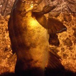 目的は釣れました