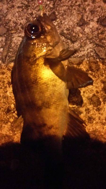 目的は釣れました