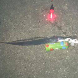 渋いアオリイカ狙いがタチウオ