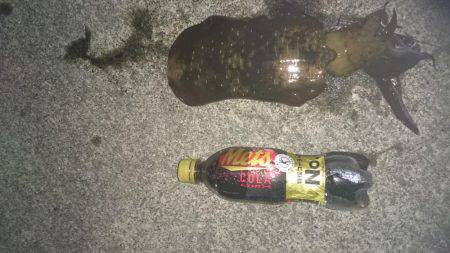 アオリイカ狙いで本日も行ってきました。