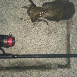 昨日に続き夕まずめねらいで！