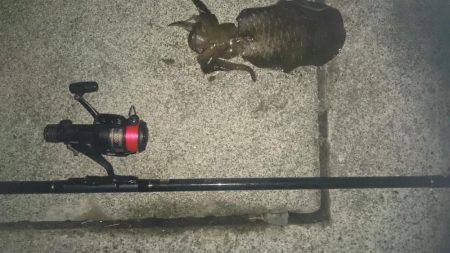 昨日に続き夕まずめねらいで！