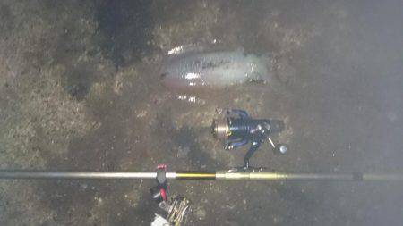 大型アオリイカ狙いで少し南したのに