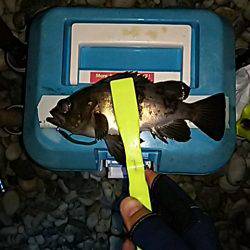 シャローアジング