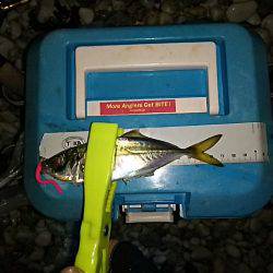 渋いサーフアジ