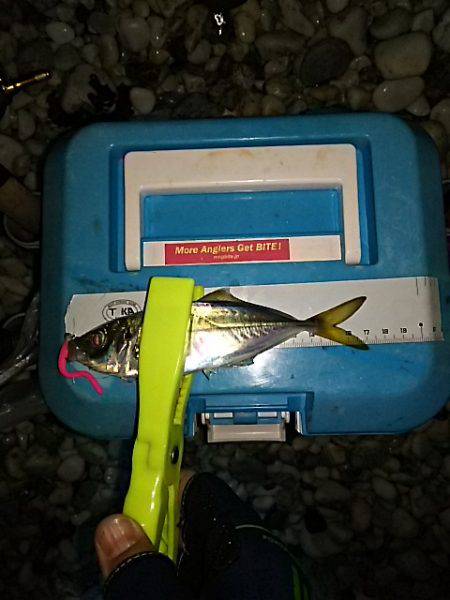 渋いサーフアジ