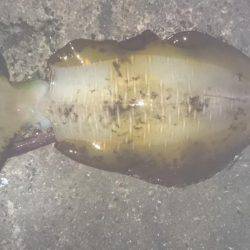 アオリイカ大型狙いで