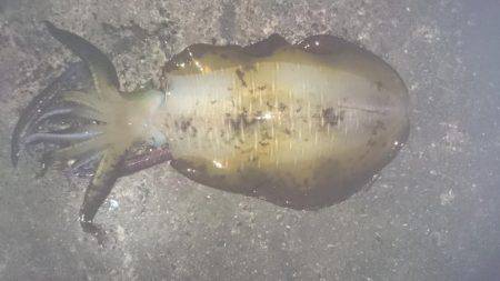 アオリイカ大型狙いで