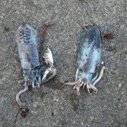 夜中から朝まずめまで