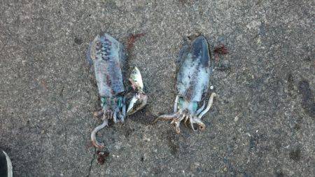 夜中から朝まずめまで