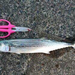 敦賀サゴシゲーム