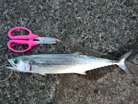 敦賀サゴシゲーム