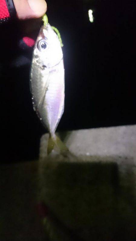 やっときました。