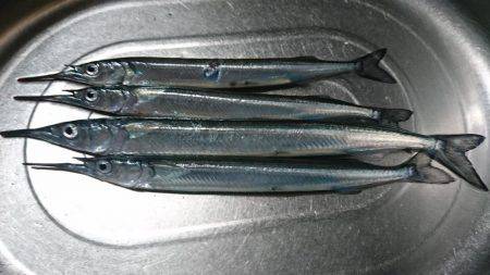 サヨリ着きシーバス