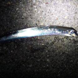 太刀魚と意外な外道