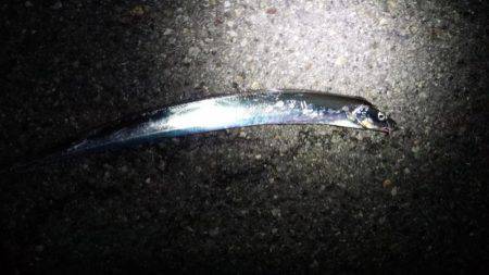 太刀魚と意外な外道