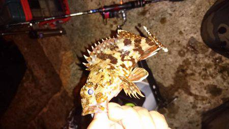 そろそろアジの季節