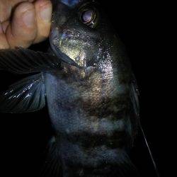 メバリングで良型キャッチ！