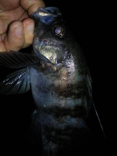 メバリングで良型キャッチ！