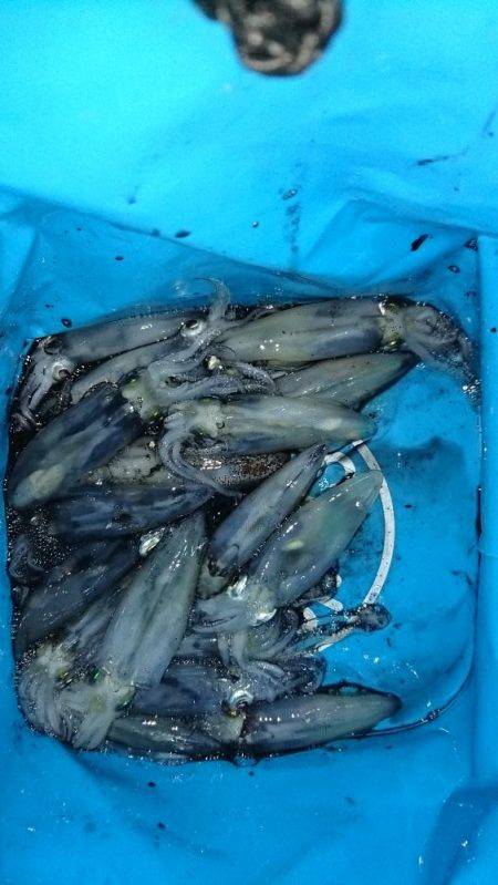 ヒイカエギング