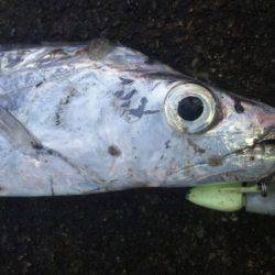 タチウオ釣り