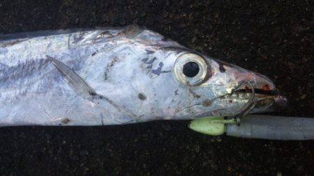 タチウオ釣り