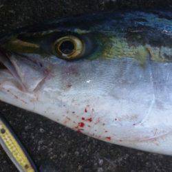 ショアジギング釣行