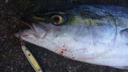 ショアジギング釣行