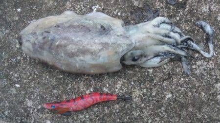 タチウオとイカ！