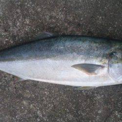 ショアジギング釣行