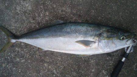 ショアジギング釣行